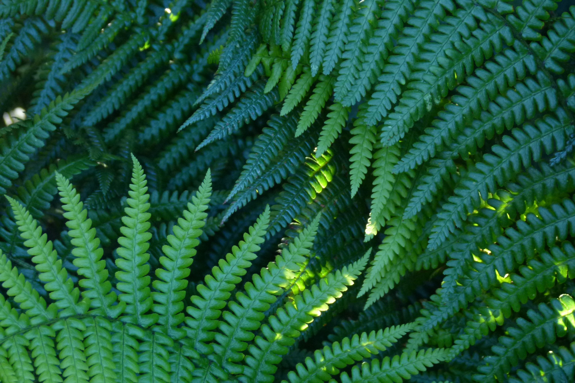 Plantes invasives, comment je limite leur propagation ? – CdC Île de Ré